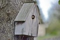 Sparrow in bird house
