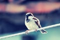 Sparrow Bird Royalty Free Stock Photo