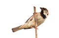 Sparrow bird isolated. House sparrow songbird Passeridae, Passer domesticus perching dry sunflower stem isolated cut out white