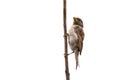 Sparrow bird isolated. Sparrow female songbird Passeridae, Passer domesticus perching on dry sunflower stem isolated cut out