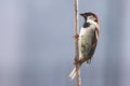 Sparrow bird isolated. Sparrow male songbird Passeridae, Passer domesticus perching on dry sunflower stem isolated