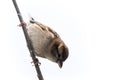 Sparrow bird isolated. Sparrow songbird family Passeridae sitting perching on dry sunflower stem isolated cut out on white backg Royalty Free Stock Photo