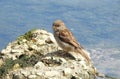 Sparrow bird, Lithuania Royalty Free Stock Photo