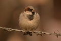 Sparrow Royalty Free Stock Photo