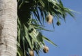 Sparrow Bird Nest is a small architect in the tropics of the world. Royalty Free Stock Photo