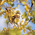 Sparrow bird Passer P. domesticus detailed closeup, autumn tree