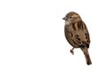 Sparrow bird perched cutout. House sparrow female songbird cutout isolated white background. Royalty Free Stock Photo