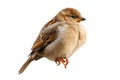 Sparrow bird perched isolated. House sparrow female songbird Passer domesticus sitting singing perched isolated white background