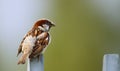 Sparrow bird perched sitting on fence. Sparrow songbird Passer domesticus sitting and singing on metal fence close up photo