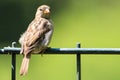 Sparrow bird perched sitting on fence. Sparrow songbird family Passeridae sitting and singing on metal fence close up photo