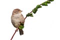 Sparrow bird perched sitting on tree branch isolated white background Royalty Free Stock Photo