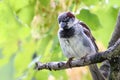 Sparrow bird perched sitting on tree branch. Sparrow songbird family Passeridae sitting and singing on tree branch Royalty Free Stock Photo