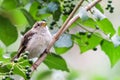 Sparrow bird perched sitting on tree branch. Sparrow songbird family Passeridae sitting and singing on tree branch Royalty Free Stock Photo