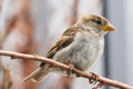 Sparrow bird perched sitting on tree branch. Sparrow songbird Passer domesticus sitting and singing on dried wood branch