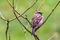 Sparrow bird perched sitting on tree rose branch. Male house sparrow songbird Passer domesticus sitting and singing on rose tree