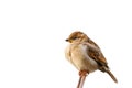 Sparrow bird perched on tree branch. House sparrow female songbird isolated white background Royalty Free Stock Photo