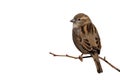 Sparrow bird perched on tree branch. House sparrow female songbird isolated on white background. Royalty Free Stock Photo