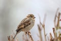 Sparrow bird perched on tree branch. House sparrow female songbird Royalty Free Stock Photo