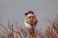 Sparrow bird perched on tree branch. House sparrow female songbird Royalty Free Stock Photo