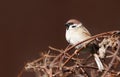 Sparrow bird perched on tree branch. House sparrow female songbird Royalty Free Stock Photo