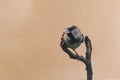 Sparrow bird perched on tree branch