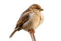 Sparrow bird perched on tree branch. House sparrow female songbird Passer domesticus sitting singing perched brown wood branch Royalty Free Stock Photo