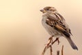 Sparrow bird perched on tree branch. House sparrow female songbird Passer domesticus sitting singing on brown wood branch