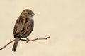 Sparrow bird perched on tree branch. House sparrow female songbird clean simple background Royalty Free Stock Photo
