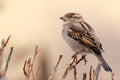 Sparrow bird perched on tree branch. House sparrow female songbird Passer domesticus sitting singing on brown wood branch Royalty Free Stock Photo