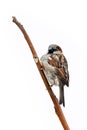 Sparrow bird perched on tree branch. House sparrow male songbird Passer domesticus sitting singing on brown wood branch Royalty Free Stock Photo