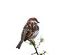 Sparrow bird perched on tree branch. House sparrow songbird isolated white background. Royalty Free Stock Photo