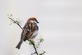 Sparrow bird perched on tree branch. House sparrow songbird Royalty Free Stock Photo
