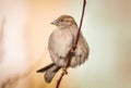 Closeup of a House sparrow standing on a tree Royalty Free Stock Photo