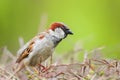 closeup of a House sparrow standing on a tree Royalty Free Stock Photo