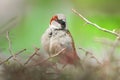 closeup of a House sparrow standing on a tree Royalty Free Stock Photo