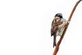 Sparrow bird perched on tree branch. House sparrow male songbird Passer domesticus sitting singing on brown wood branch isolated Royalty Free Stock Photo