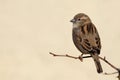 Sparrow bird perched on tree branch. Sparrow bird wildlife. Brown gold background. Royalty Free Stock Photo