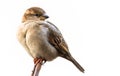 Sparrow bird perched on twig tree branch head look back. House sparrow female songbird Passer domesticus sitting singing