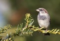 Sparrow bird resting on a branch