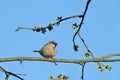 Sparrow bird sit on branch Royalty Free Stock Photo