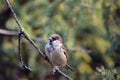 Sparrow bird sits on a branch in forest.