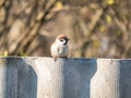 Sparrow bird sits on a slate fence Royalty Free Stock Photo