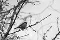 Sparrow bird sitting on the bare tree branch, bw photo Royalty Free Stock Photo