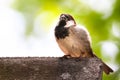 Sparrow bird sitting on cement. Sparrow songbird family Passeridae sitting and singing on cement concrete urban bird house Royalty Free Stock Photo