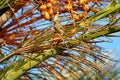 Sparrow Bird sitting on a palm tree trunk next to the fruit dates he likes to eat Royalty Free Stock Photo