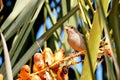 Sparrow Bird sitting on a palm tree trunk next to the fruit dates he likes to eat Royalty Free Stock Photo