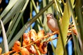 Sparrow Bird sitting on a palm tree trunk next to the fruit dates he likes to eat Royalty Free Stock Photo