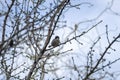 Sparrow bird sitting on the tree with bare branches in blue sky background Royalty Free Stock Photo