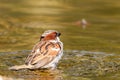 Sparrow bird sitting on water pond. Sparrow songbird family Passeridae refreshing, drinking and bathing inside clear water pond Royalty Free Stock Photo