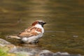 Sparrow bird sitting on water pond. Sparrow songbird family Passeridae refreshing, drinking and bathing inside clear water pond Royalty Free Stock Photo